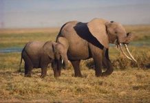 10 “bà mẹ” tuyệt vời trong thế giới động vật 10 "bà mẹ" tuyệt vời trong thế giới động vật