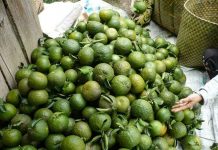 Tuyên Quang bảo tồn và phát triển giống cam sành