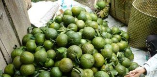 Tuyên Quang bảo tồn và phát triển giống cam sành