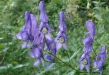 Chết vì cây độc trong vườn