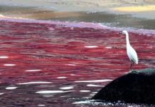 Cách Mỹ dự báo, phát hiện và đo độc tố thủy triều đỏ