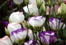 Hà Nội trồng khảo nghiệm thành công hoa Cát Tường Hà Nội trồng khảo nghiệm thành công hoa Cát Tường