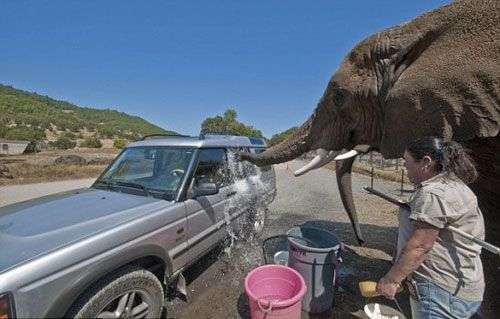 Voi rửa xe ô tô phục vụ du khách