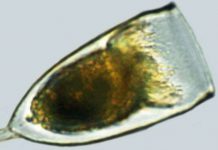 Loài thực vật biết bơi để tránh kẻ thù