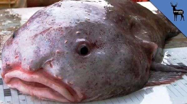 Loài cá được bình chọn là chuẩn mực của cái xấu