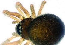 Phát hiện hai loài nhện siêu nhỏ tại Trung Quốc Phát hiện hai loài nhện siêu nhỏ tại Trung Quốc