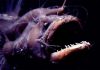 Kiểu sinh sản kỳ quặc của loài cá quỷ Anglerfish