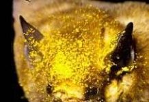 Dơi lưỡi dài: nhà vô địch tốc độ tiêu hoá thức ăn! Dơi lưỡi dài: nhà vô địch tốc độ tiêu hoá thức ăn!