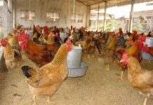 An Giang phục tráng thành công gà giống tàu vàng