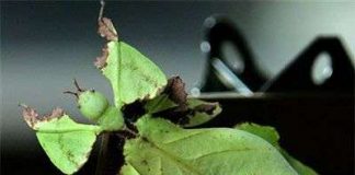 Những kiểu trá hình tinh xảo của động vật