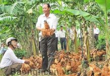 Nghệ An mở rộng nuôi gà an toàn sinh học