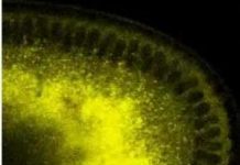 Lý thuyết “động cơ” tế bào mới