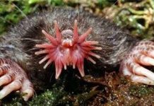 Những chiếc mũi quái dị