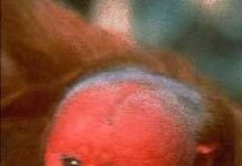 Ông lão mặt đỏ