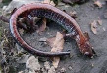 Kỳ nhông nuôi nhốt vẫn sinh sản