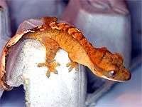 Tắc kè mù có thể đổi màu da? Tắc kè mù có thể đổi màu da?