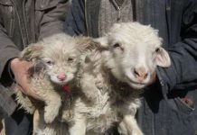 Chuyện lạ: Cừu sinh ra “chó”