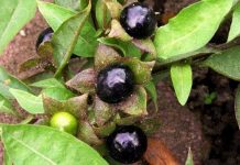 Những loại quả tuyệt đối không ăn nếu lạc vào rừng