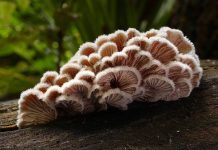 Loài nấm có hơn 23.000 giới tính để sinh sản