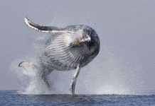 Cùng ngắm cú nhảy kinh điển của cá voi lưng gù Cùng ngắm cú nhảy kinh điển của cá voi lưng gù
