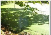 Tảo sẽ trở thành nguồn nhiên liệu hyđrô chủ chốt trong tương lai