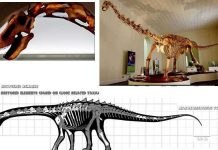 Cội nguồn kích thước khổng lồ của khủng long Cội nguồn kích thước khổng lồ của khủng long