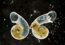 Những sinh vật ở thế giới ngầm