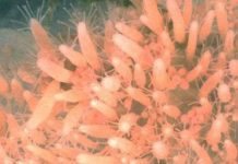 Bí ẩn sinh vật bất tử, trẻ mãi không già