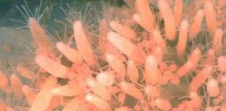 Bí ẩn sinh vật bất tử, trẻ mãi không già