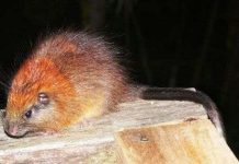 Phát hiện loài chuột hiếm sau 113 năm