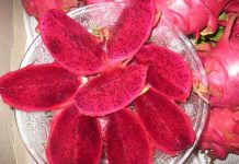 Tạo nhiều giống cây mới sản xuất đại trà ở phía Nam Tạo nhiều giống cây mới sản xuất đại trà ở phía Nam