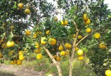 Kỹ thuật trồng bưởi Diễn cho quả sai, mọng nước