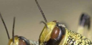 Những sự biến mất kỳ lạ nhất trong lịch sử