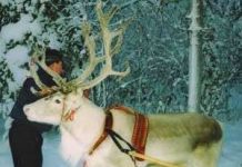 Tuần lộc lội tuyết