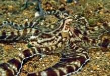 “Kỹ nghệ” tàng hình của bạch tuộc ở Indonesia