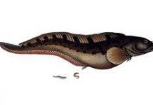 Cho con bú trong bụng mẹ