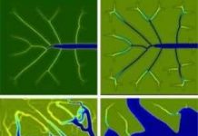 Đầm lầy ven biển dễ thích ứng với sự dâng cao của mực nước biển