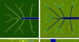 Đầm lầy ven biển dễ thích ứng với sự dâng cao của mực nước biển