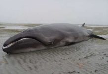 Phát hiện loài cá voi tưởng chừng đã tuyệt chủng Phát hiện loài cá voi tưởng chừng đã tuyệt chủng