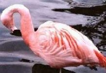 Hồng hạc đồng tính nhận con nuôi Hồng hạc đồng tính nhận con nuôi