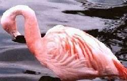 Hồng hạc đồng tính nhận con nuôi