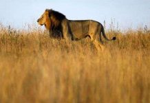 Sư tử đang biến mất tại Tây Phi