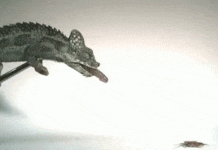 Tắc kè hoa càng nhỏ, lưỡi phóng ra càng mạnh