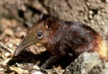 Những loài vật sắp biến mất trên Trái đất