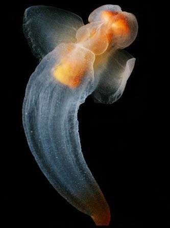 Những loài sứa kỳ lạ dưới vùng biển Bắc cực