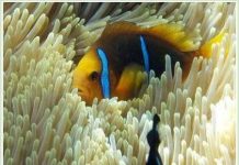 Cá hề buôn chuyện bằng cách rung hàm