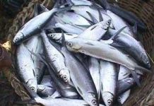 Kỹ thuật nuôi cá măng