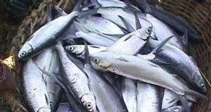 Kỹ thuật nuôi cá măng