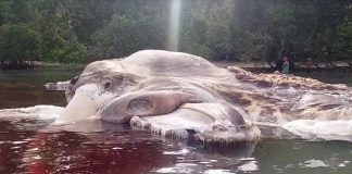 Xác quái vật khổng lồ gây hoang mang ở Indonesia