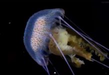 Loài động vật không tim, không não bơi kỳ tài